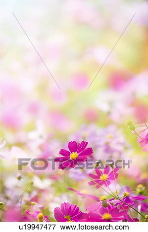 Cosmos flowers View Large Photo Image Stock Photo - Cosmos flowers. Fotosearch