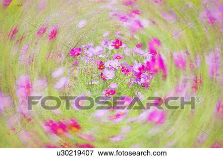 Stock Photo - Cosmos flowers.. Fotosearch
