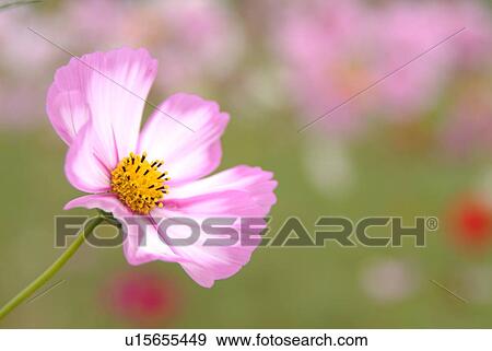 Cosmos View Large Photo Image Stock Photo - Cosmos. Fotosearch