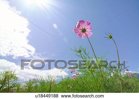 Cosmos under blue sky View Large Photo Image Stock Photo - Cosmos under blue sky. Fotosearch