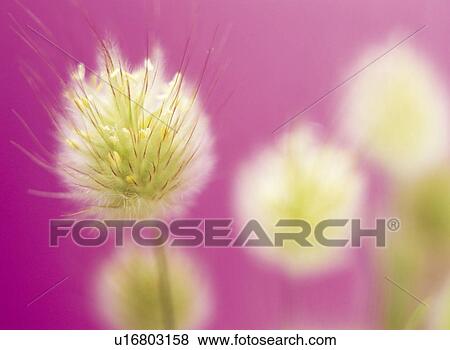 Stock Photo - Cottongrass with pink background. Fotosearch