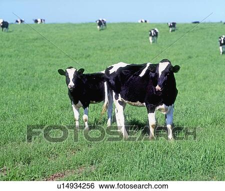 Cows in the field, Hokkaido prefecture, Japan View Large Photo Image Stock Photograph - Cows in the field, Hokkaido prefecture, Japan. Fotosearch