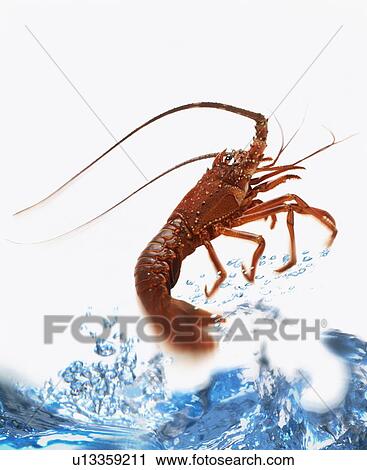 Stock Image - Crayfish jumping out of water. Fotosearch