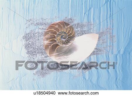 Stock Image - Cross section of a nautilus shell. Fotosearch