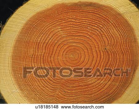 Stock Photo - Cross section of log, close up. Fotosearch