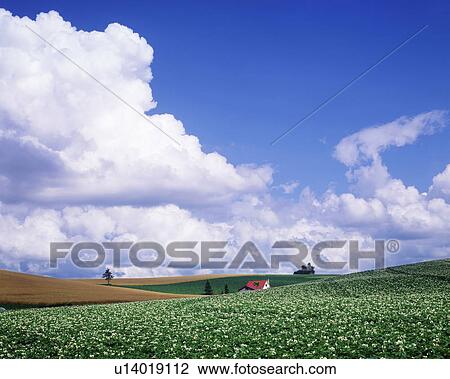 Stock Image - Cumulonimbus clouds over field, Biei town, Hokkaido prefecture, Japan. Fotosearch