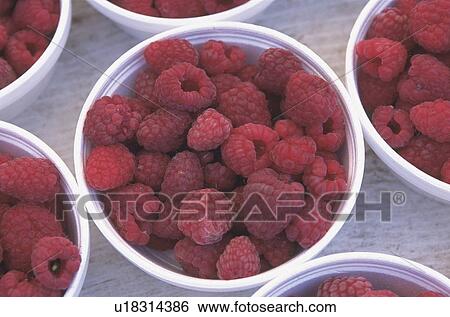 Cups of raspberries View Large Photo Image Stock Photograph - Cups of raspberries. Fotosearch