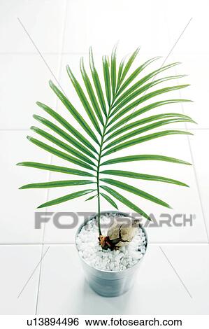 Cycas View Large Photo Image Stock Photograph - Cycas. Fotosearch