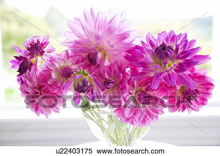 Stock Photography - Dahlia by the window. Fotosearch