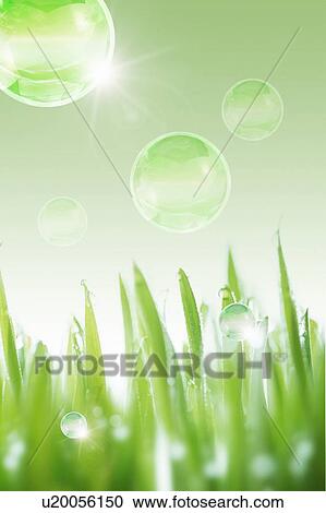 Stock Image - Damp blades of grass with water droplets. Fotosearch