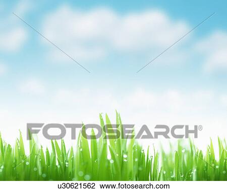Damp blades of grass with water droplets View Large Photo Image Stock Image - Damp blades of grass with water droplets. Fotosearch