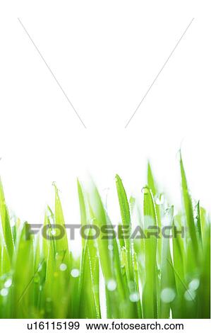 Stock Photo - Damp blades of grass with water droplets. Fotosearch