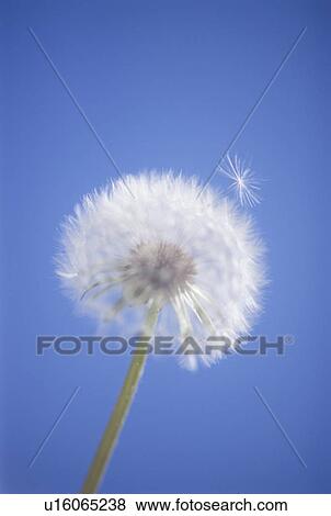 Stock Photo - Dandelion against blue background, Tateshina, Nagano Prefecture, Japan. Fotosearch