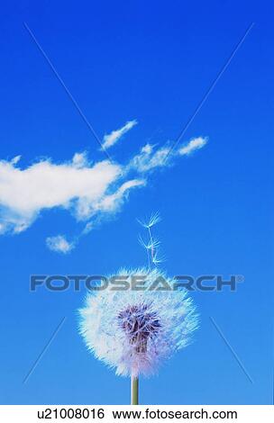 Dandelion and seedlings floating in the air View Large Photo Image Stock Photograph - Dandelion and seedlings floating in the air. Fotosearch