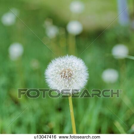 Stock Photograph - Dandelion clock. Fotosearch