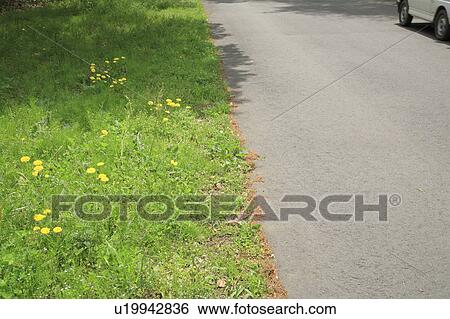 Stock Photograph - Dandelion on the side of a road. Fotosearch
