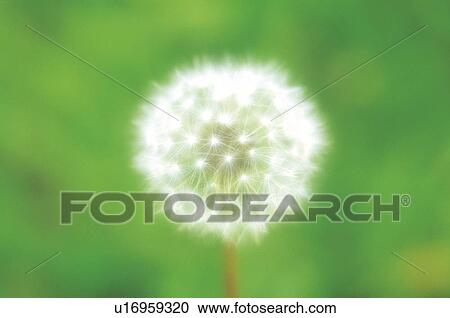 Dandelion View Large Photo Image Stock Image - Dandelion. Fotosearch
