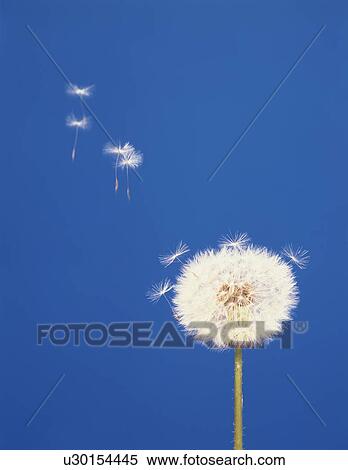 Stock Photography - Dandelion. Fotosearch