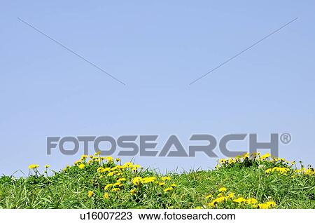 Stock Image - Dandelions Blooming in Field. Fotosearch