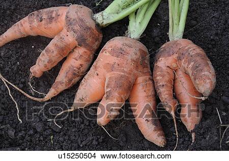 Deformed Carrots on the Ground View Large Photo Image Picture - Deformed Carrots on the Ground. Fotosearch