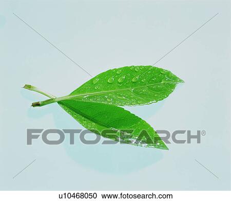 Dew covered leaves View Large Photo Image Stock Image - Dew covered leaves. Fotosearch
