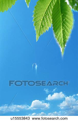 Dew drop falling through sky View Large Photo Image Stock Image - Dew drop falling through sky. Fotosearch