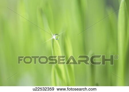 Stock Photo - Dew drop on a budding plant. Fotosearch