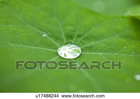 Dew drop on leaf View Large Photo Image Picture - Dew drop on leaf. Fotosearch