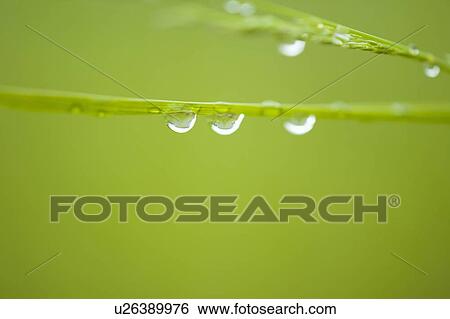 Dew droplets on green grass View Large Photo Image Stock Photograph - Dew droplets on green grass. Fotosearch