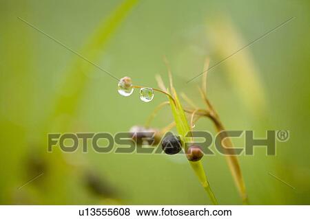 Dew droplets on plant with seeds View Large Photo Image Stock Photo - Dew droplets on plant with seeds. Fotosearch