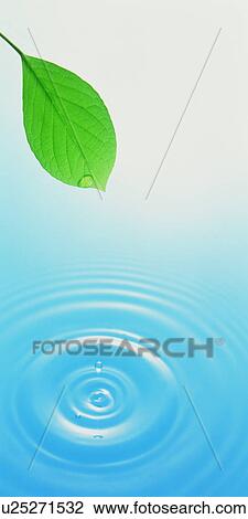 Stock Image - Dew dropping from a leaf. Fotosearch
