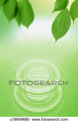 Dew falling from leaves creating ripples on water below View Large Photo Image Stock Photography - Dew falling from leaves creating ripples on water below. Fotosearch
