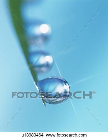 Picture - Dew on a blade of grass. Fotosearch