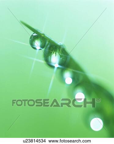 Dew on a blade of grass View Large Photo Image Picture - Dew on a blade of grass. Fotosearch