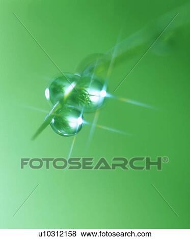 Dew on a blade of grass View Large Photo Image Stock Photo - Dew on a blade of grass. Fotosearch