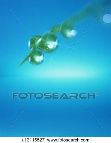 Stock Photo - Dew on a blade of grass. Fotosearch