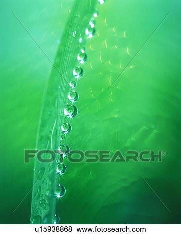 Stock Photo - Dew on a blade of grass. Fotosearch