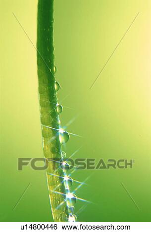 Stock Photograph - Dew on a blade of grass. Fotosearch