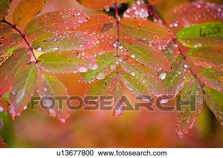 Dew on checker tree View Large Photo Image Stock Image - Dew on checker tree. Fotosearch