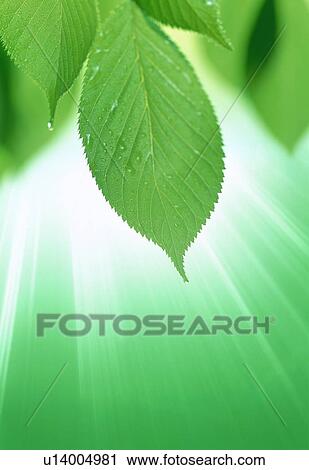 Dew on leaves View Large Photo Image Stock Image - Dew on leaves. Fotosearch