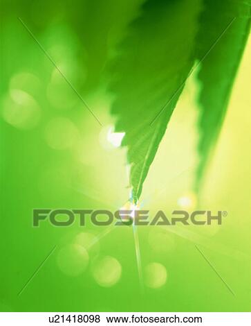 Dew on leaves View Large Photo Image Stock Photo - Dew on leaves. Fotosearch