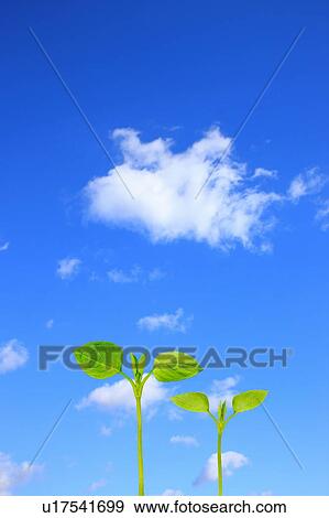 Stock Photo - Dicotyledons under blue sky with clouds. Fotosearch