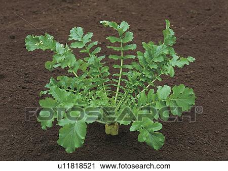 Dikon radish in field View Large Photo Image Stock Image - Dikon radish in field. Fotosearch