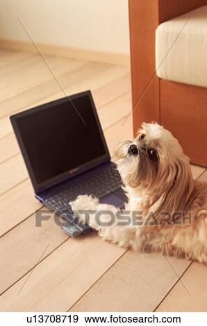 Stock Photo - Dog lying on floor using laptop. Fotosearch