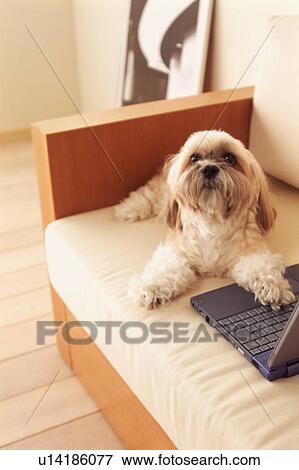 Dog lying on floor using laptop View Large Photo Image Stock Photo - Dog lying on floor using laptop. Fotosearch