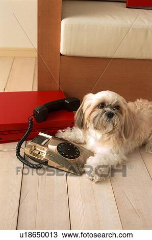 Stock Image - Dog using telephone. Fotosearch