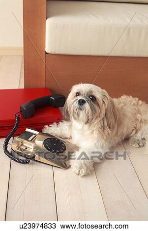 Stock Image - Dog using telephone. Fotosearch