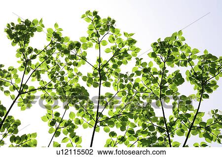 Stock Image - Dogwood leaves, white background. Fotosearch