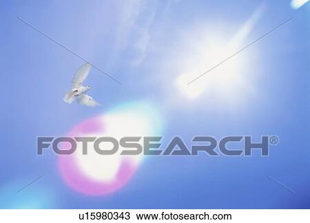 Dove flying into sunlight View Large Photo Image Stock Image - Dove flying into sunlight. Fotosearch