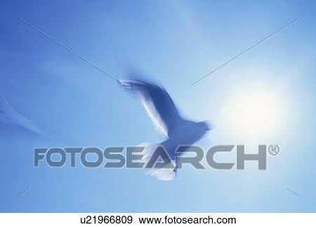 Stock Photo - Dove flying into sunlight. Fotosearch